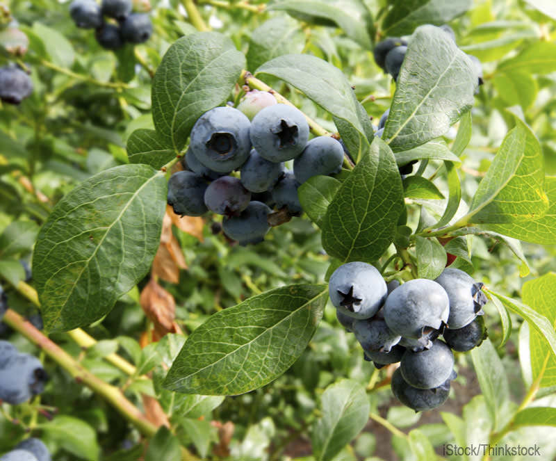 4 Hardy Fruit Shrubs to Beautify Your Farm Hobby Farms